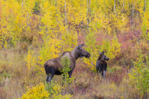 Moose on the Kank